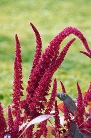 L'AMARANTE, LA GRAINE MIRACULEUSE !