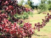 Liquidambar styraciflua