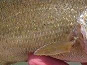 Babybass anti-bredouille (18/05/2011)