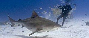 requins-etude-tourisme-chasse-305227-jpg_187866.JPG