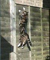 chatdefieloidegravite