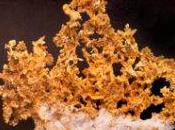 J’ai pour vous Fractales, Hasard Finances Benoit Mandelbrot