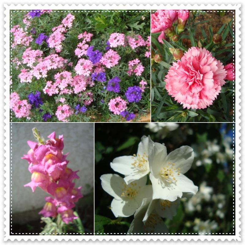 Au jardin chez nous, 16 mai 2011