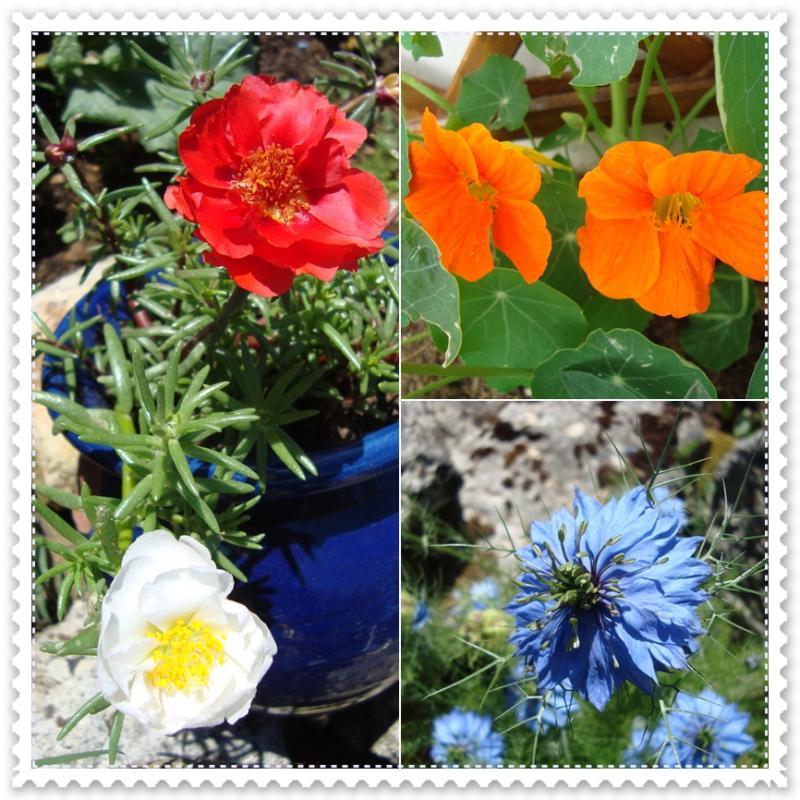 Au jardin chez nous, 16 mai 2011