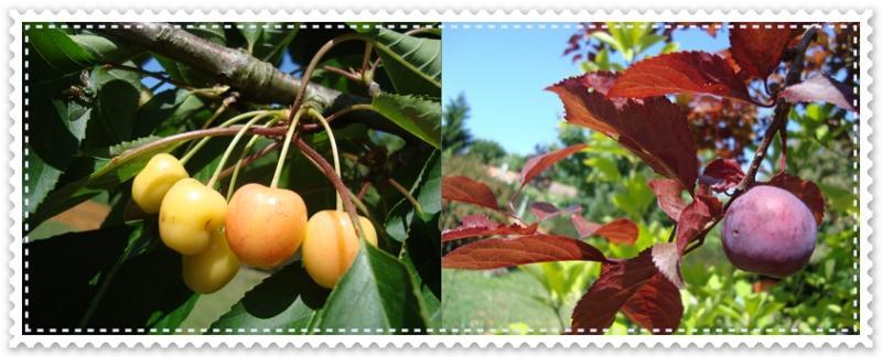 Au jardin chez nous, 16 mai 2011