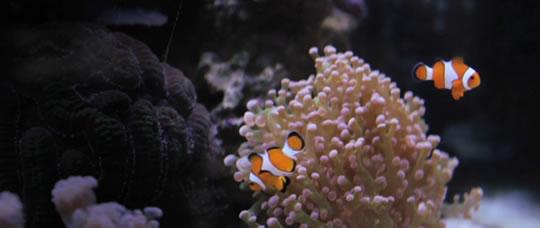 Reef – Canon 7D – Technicolor CineStyle
