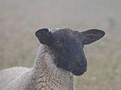 sujet type argumentatif Cyrano