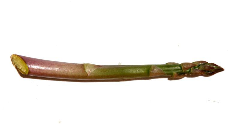 Aspargus asperge aspargos