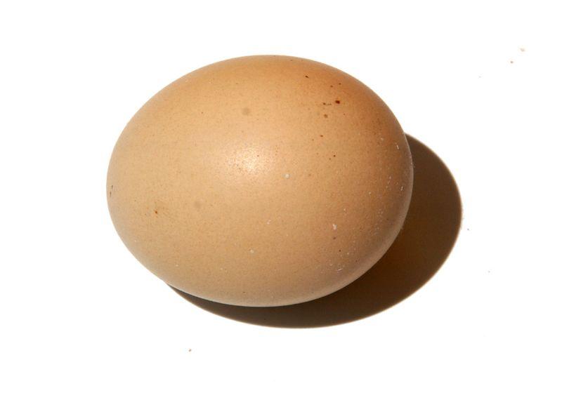 エッグ ovo egg oeuf