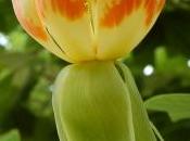 Tulipier, arbre tulipe.