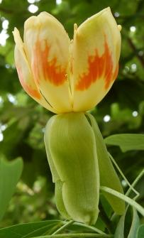 tulipe de tulipier