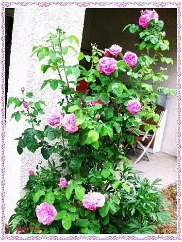roses anciennes 1