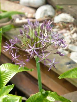 Toujours pas d'eau à l'horizon...Les floraisons sont au r...