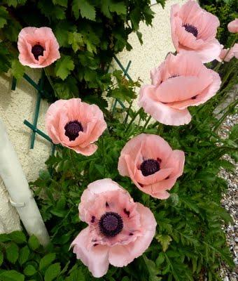 Toujours pas d'eau à l'horizon...Les floraisons sont au r...