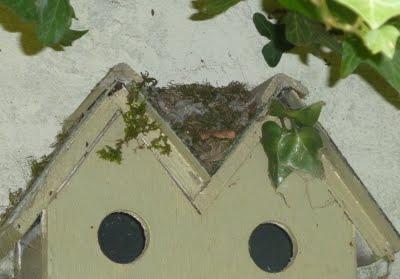 Toujours pas d'eau à l'horizon...Les floraisons sont au r...