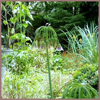 Toujours pas d'eau à l'horizon...Les floraisons sont au r...