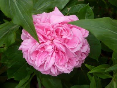 Toujours pas d'eau à l'horizon...Les floraisons sont au r...