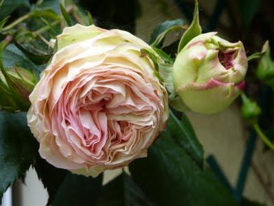 Toujours pas d'eau à l'horizon...Les floraisons sont au r...