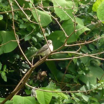 Toujours pas d'eau à l'horizon...Les floraisons sont au r...