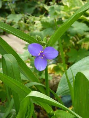 Toujours pas d'eau à l'horizon...Les floraisons sont au r...