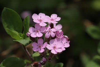 Un p'tit tour au jardin