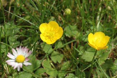 Un p'tit tour au jardin