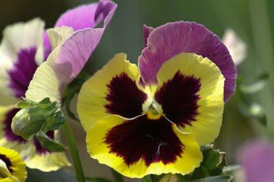 Un p'tit tour au jardin