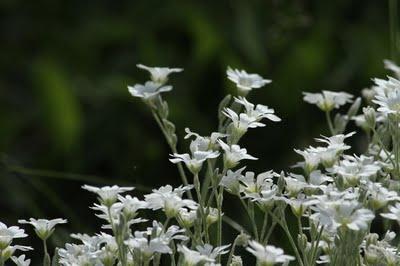 Un p'tit tour au jardin
