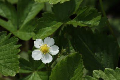 Un p'tit tour au jardin