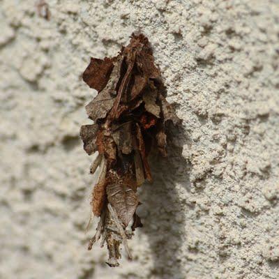 Un p'tit tour au jardin