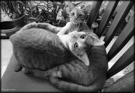 Thaïlande : La (les) légende(s) des chats à la queue recourbée
