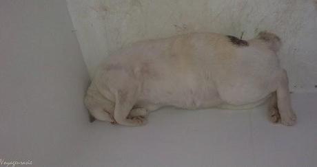 Thaïlande : La (les) légende(s) des chats à la queue recourbée Thaïlande : La (les) légende(s) des chats à la queue recourbée