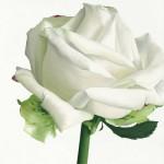 andrew-stephanie-rose-blanche-i.jpg