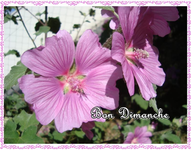 Bon dimanche, 22 mai 2011