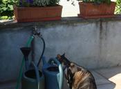 Pirate pleine crise d'adolescence, 2011