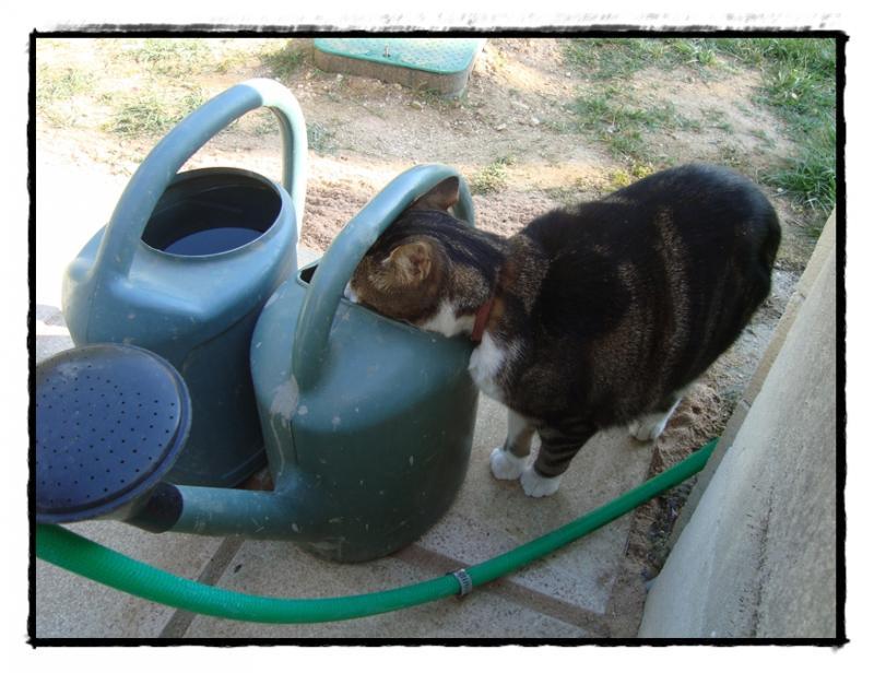 Pirate en pleine crise d'adolescence, 20 mai 2011