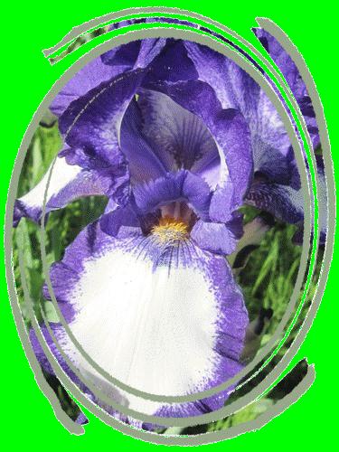 iris-bleu.gif