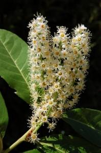 fleur de laurier palme