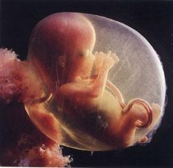 foetus15semaines.jpg