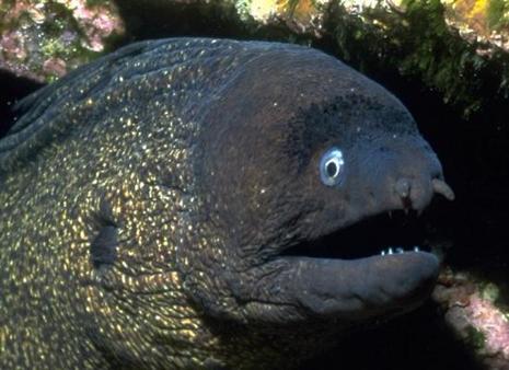 Nous avons dansé avec thons...