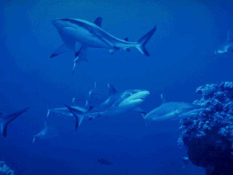 Nous avons dansé avec thons...