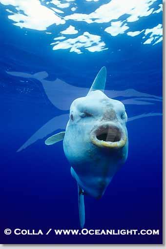 Nous avons dansé avec thons...