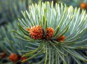 plantes malades l’homme