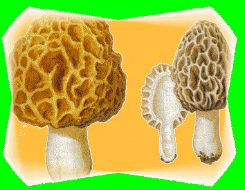 morilles.gif