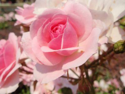 Les instantanés du mois - mai 2011