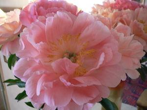 pivoines_005
