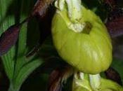 Cypripedium calceolus