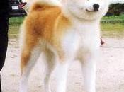 chiens japonais