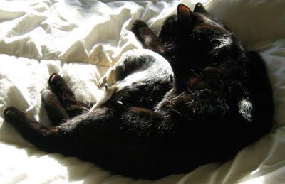 Tomates confites DUKAN au tofu aux herbes