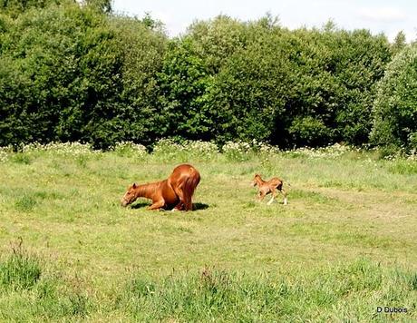 Poulain et Jument .